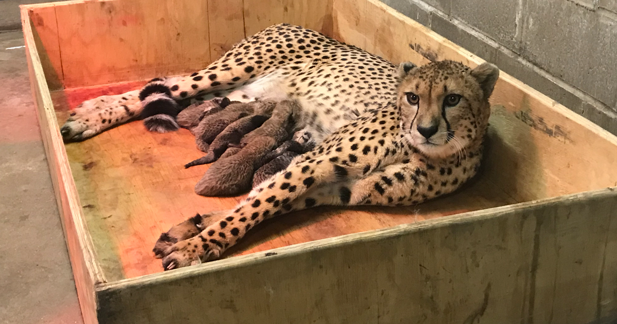 Mom/Dad Cheetah with Baby Cheetah Plush Rhode Island Novelty 11 Inch and 5 Inch Birth of Life Cheetah 