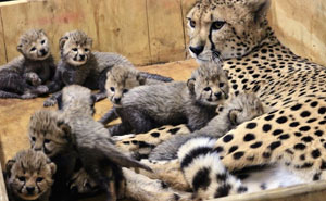 This Super Mom Has Just Given Birth To A Record Number Of Cubs, And Their Pics Are Too Cute