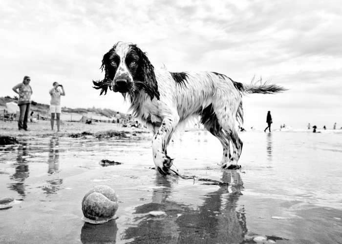 Street Photographer Travels The World Portraying Very Different Personalities Of Dogs