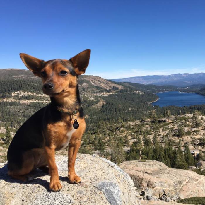 Dora Dog The Explorer