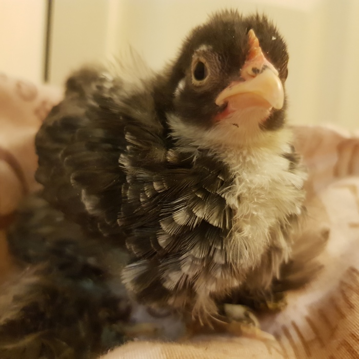 Sir Peep Peep, The Sassy Chick