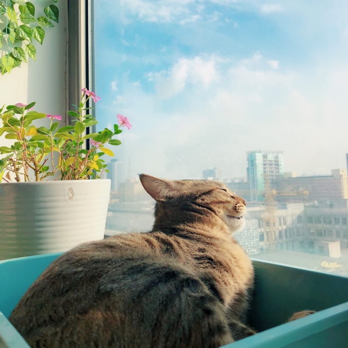 I Never Know What My Cat Thinking About…