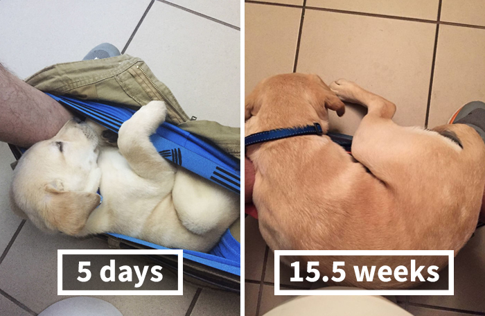 People Can’t Stop Laughing At This Dog’s Hilarious Growth Chart