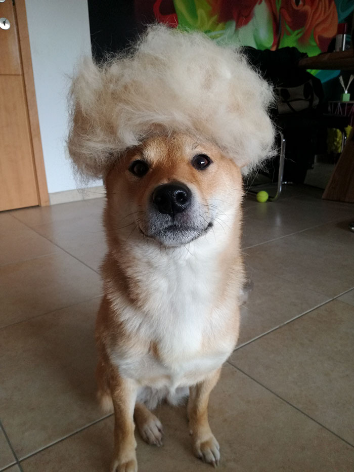 Human Puts His Dog In Wigs Made From Her Own Hair, And It's Hilarious How Its Face Changes With Every Pic