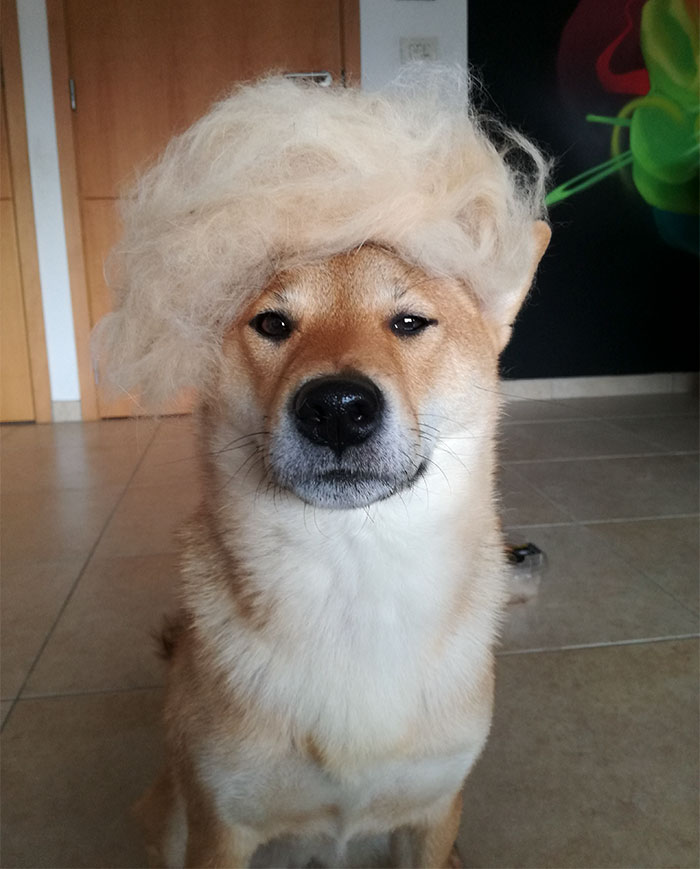 Human Puts His Dog In Wigs Made From Her Own Hair, And It's Hilarious How Its Face Changes With Every Pic