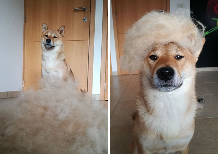 Human Puts His Dog In Wigs Made From Her Own Hair, And It’s Hilarious How Its Face Changes With Every Pic