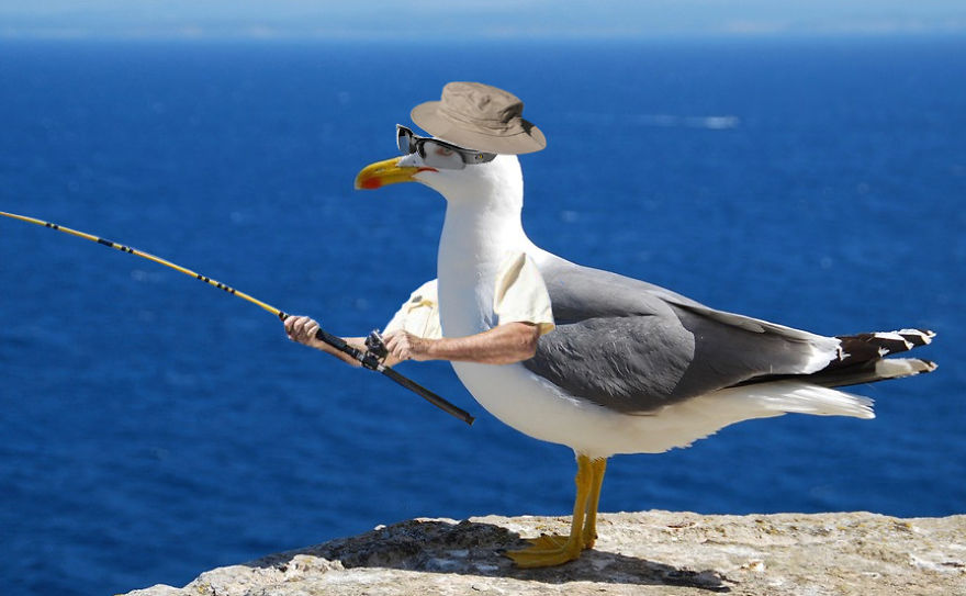 Birds With Arms-The Internet Puts Arms In Birds And The Result Is Impossible Not To Laugh