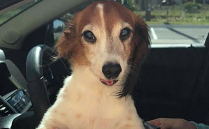 Bagel Shop Employee Photographs Dogs That Come To Her Drive-Thru, And Their Facial Expressions Say It All
