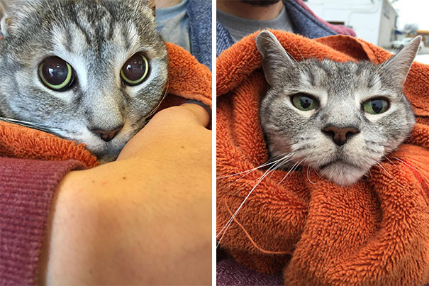 My Cat Before And After The Vet Visit