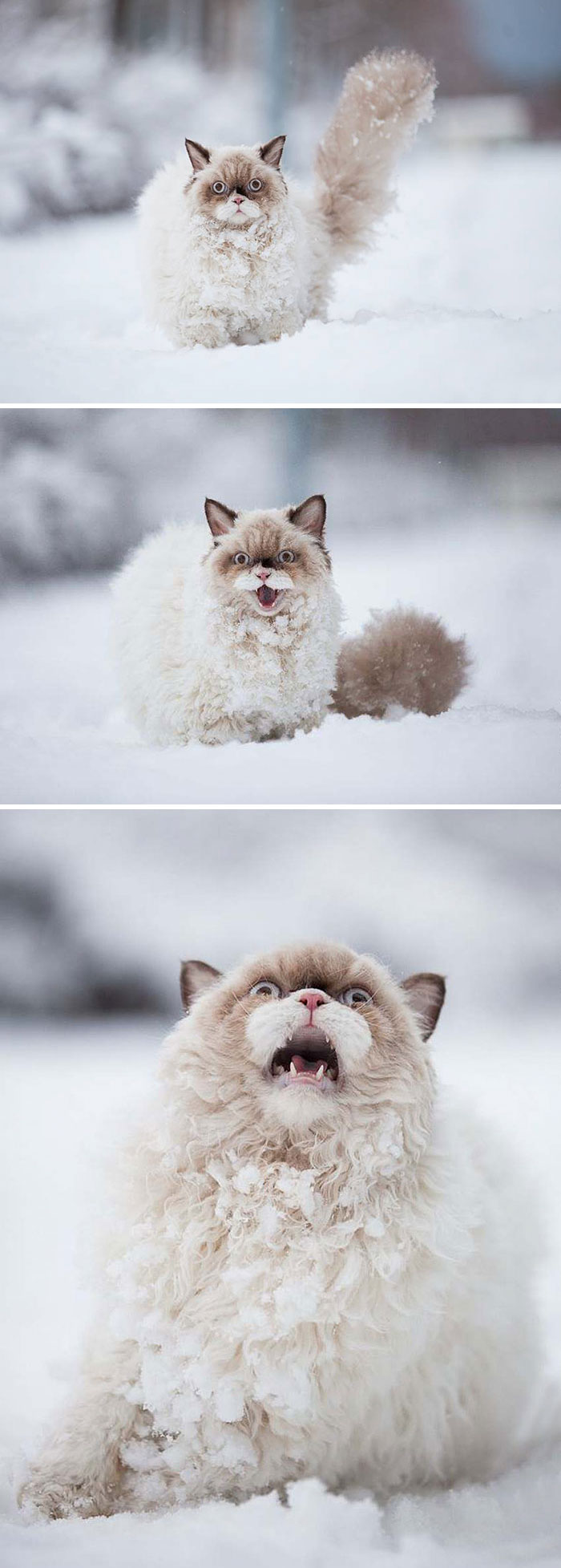 50 Times Animals Experienced Snow For The First Time, And Their Faces Say  It All | Bored Panda