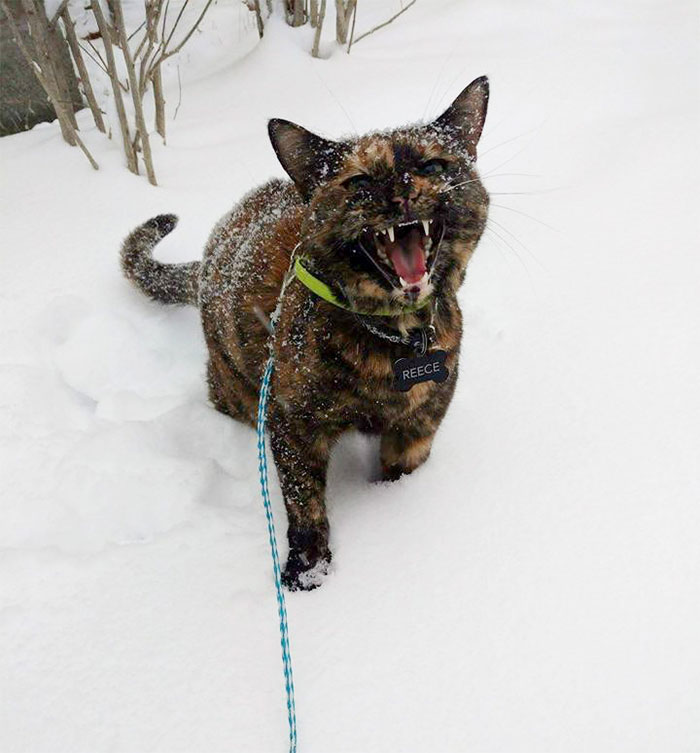 My Kitty Had Her First Snow Experience Today. I'd Say It Went Well