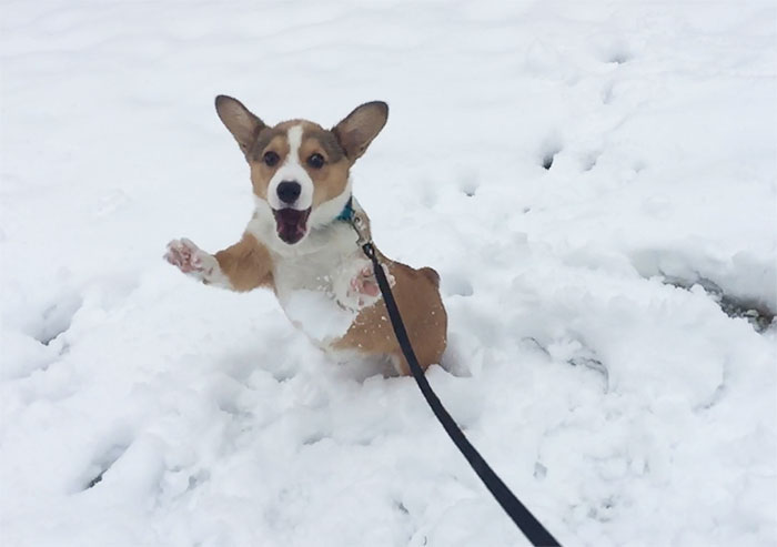 Waffles First Snow Day