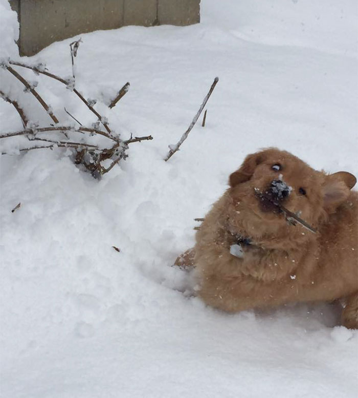 My Aunt's New Golden Puppy Experiencing Snow For The First Time. A Truly Majestic Creature