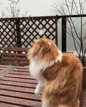 Cat Experiences Snow For The First Time
