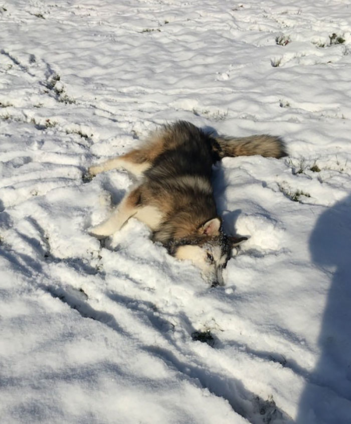 First Snow For Malamute Pupper. "Jus Leave Me Here"
