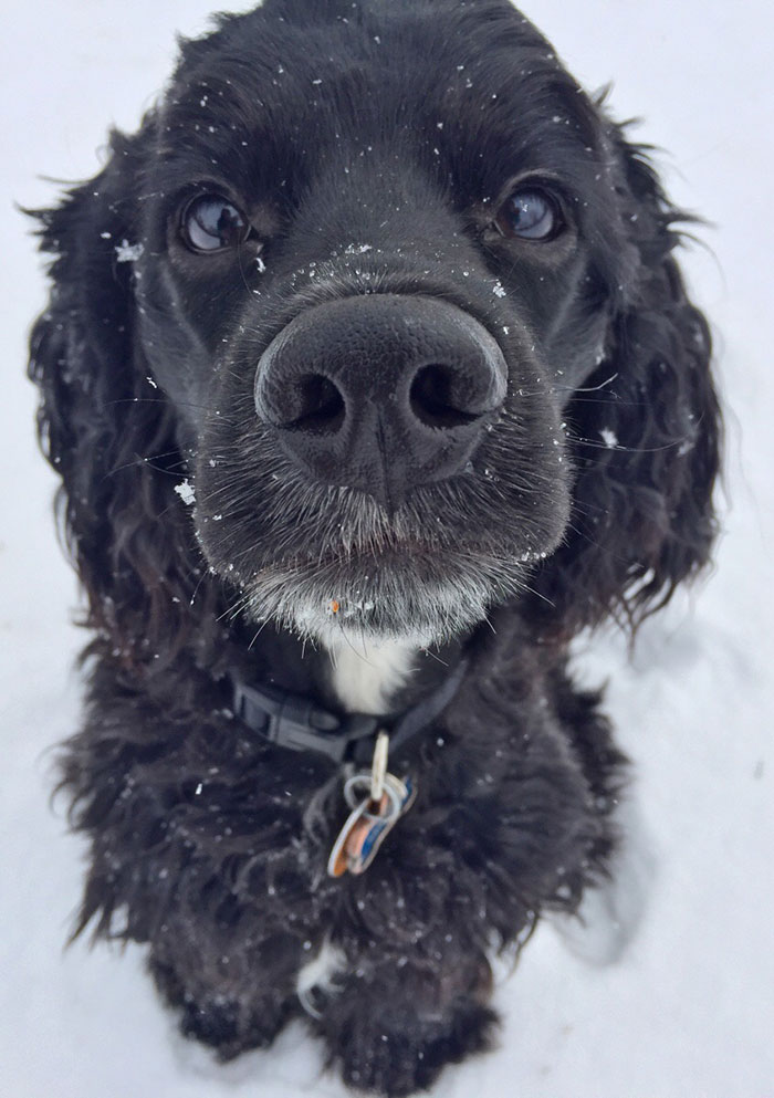 I Think He Enjoyed His First Snow Day