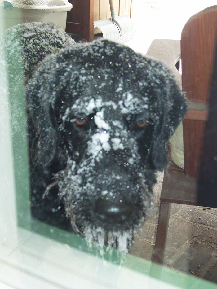 My Dogs First Snow. I'm Not Sure If He Likes It
