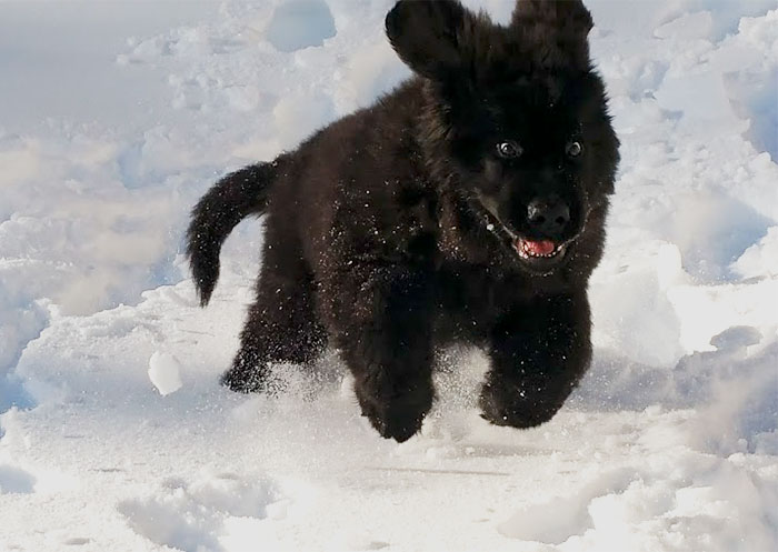 My Parents Just Got A New Puppy - It's His First Winter