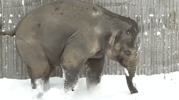 Asian Elephant Seeing Snow For The First Time Ever