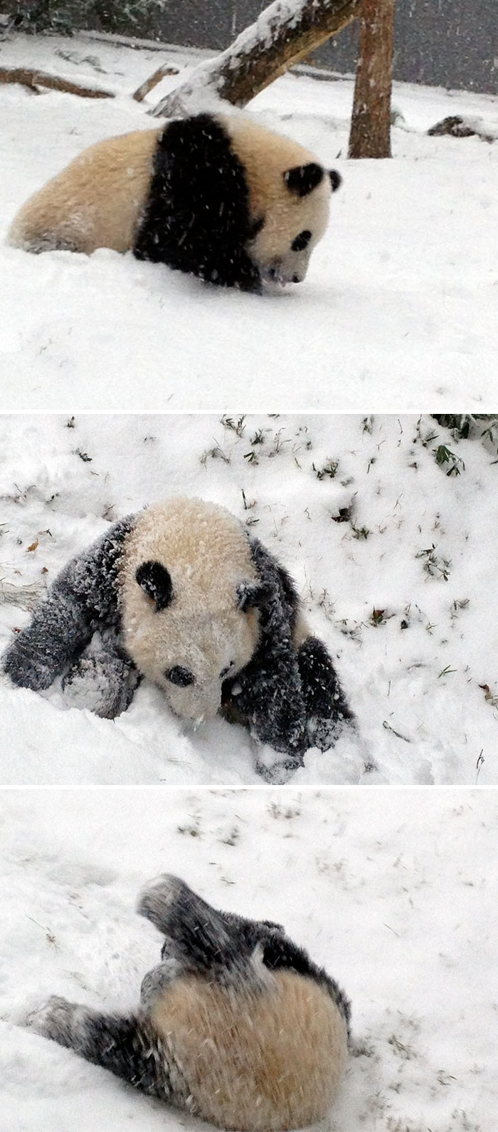 Panda Cub's First Snow Day