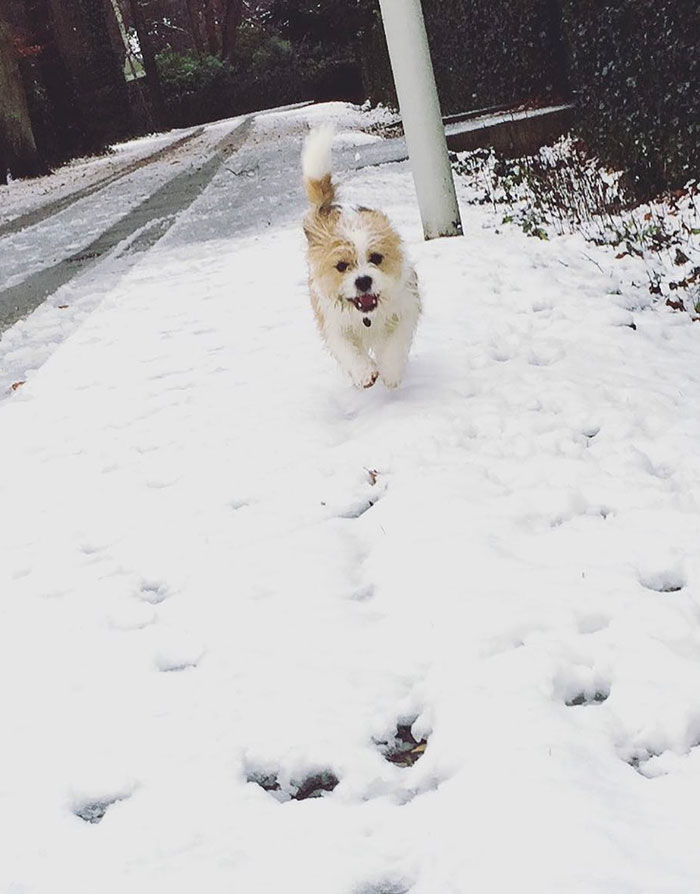 Marley Likes The Snow