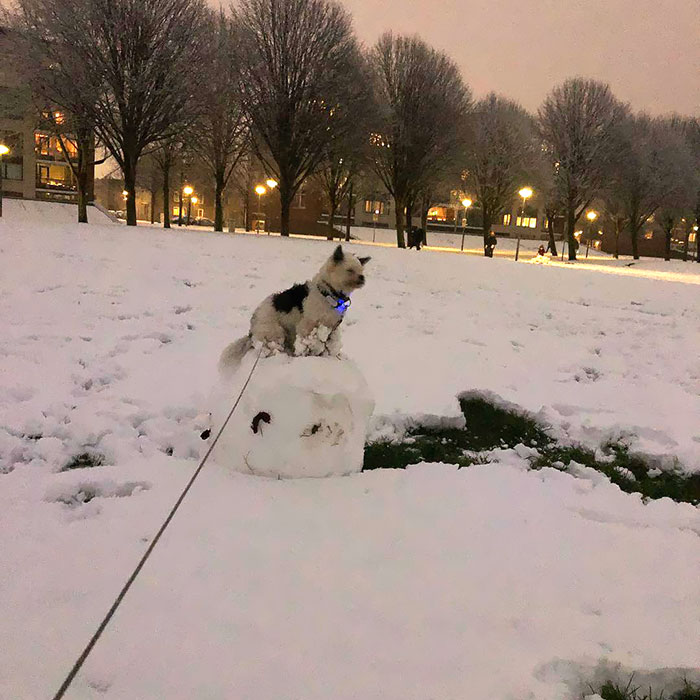 It's A Frozen Dog Seeing Snow For The First Time