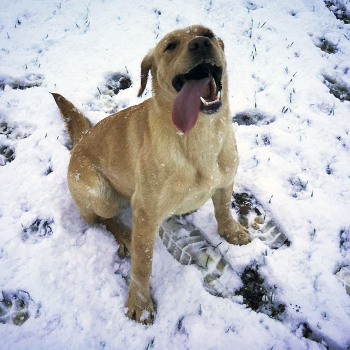 First Time Snow For Maizie. She Hasn't Put Her Tongue Away Yet