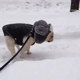 ver la reacción de estos animales ante la nieve