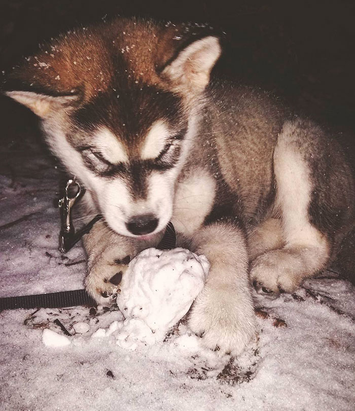 Dog Named Snow In The Snow