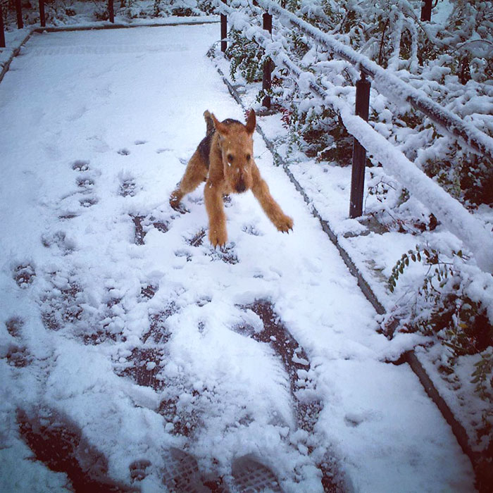 A Throwback To The Day When 1-Year-Old Sky Saw Snow For The First Time