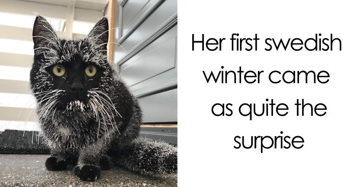 50 Times Animals Experienced Snow For The First Time And Their