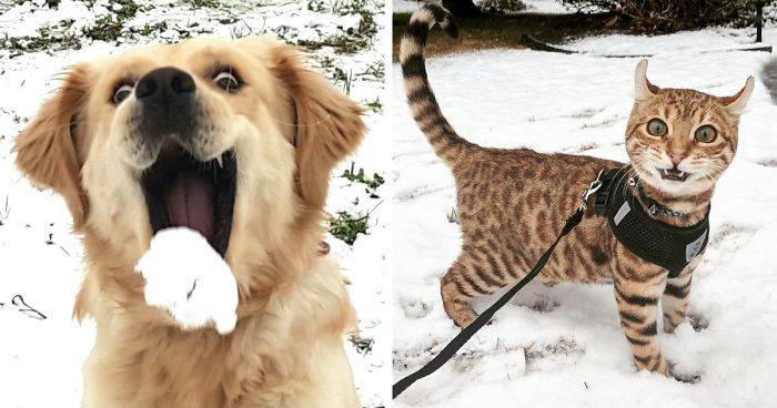50 Times Animals Experienced Snow For The First Time, And Their Faces Say It All