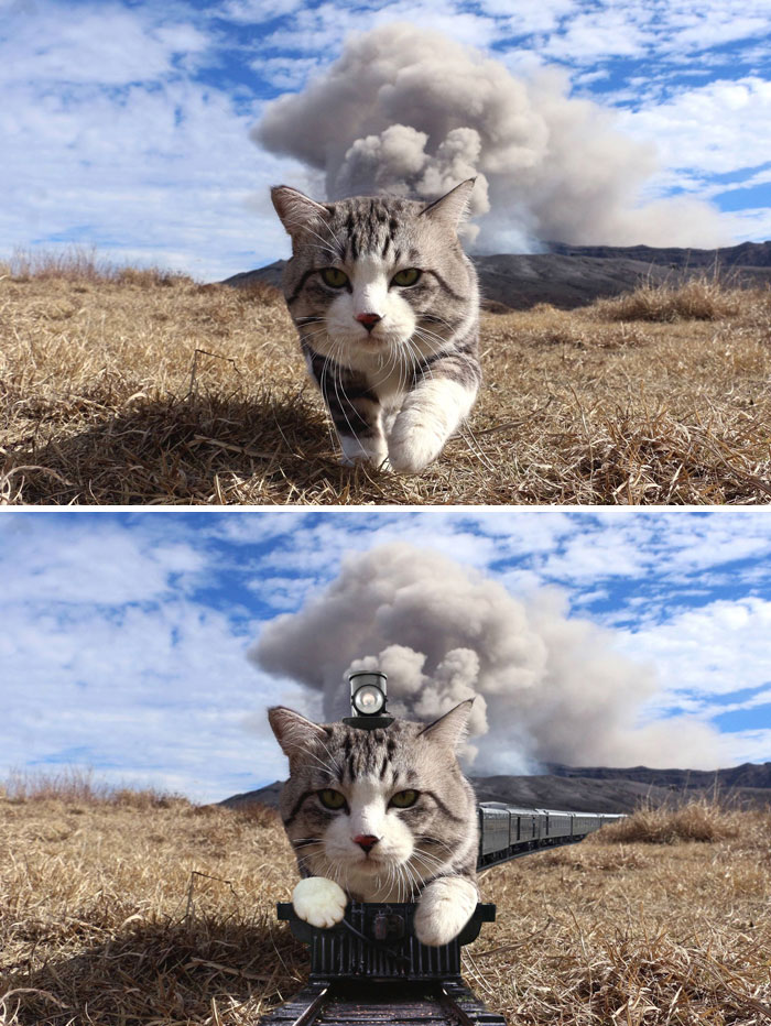 A Cat Walking In Front Of The Camera