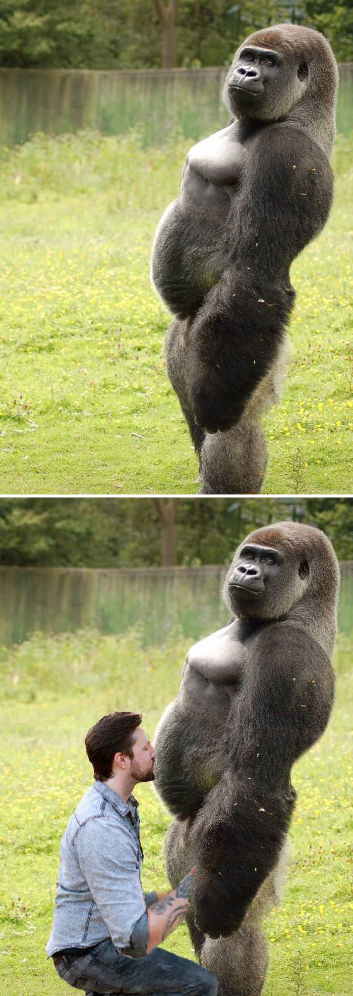 Gorila posando