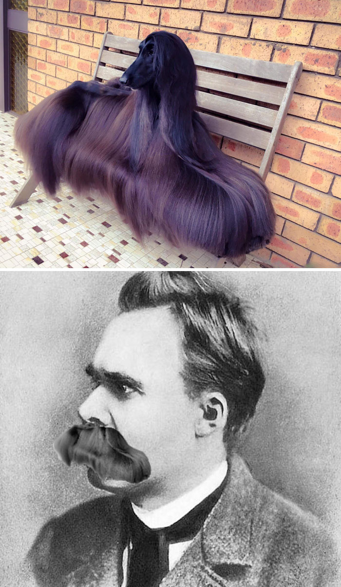 This Afghan Hound That Became Nietzsche