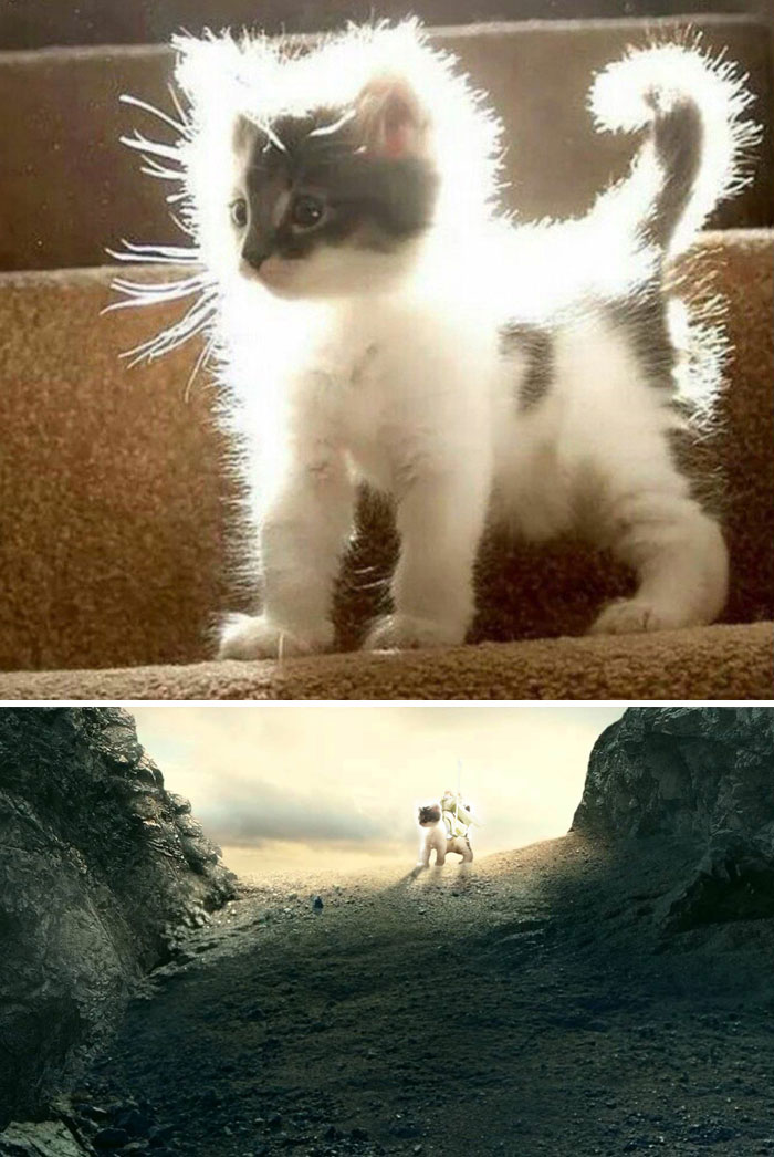 This Kitten In Sunlight