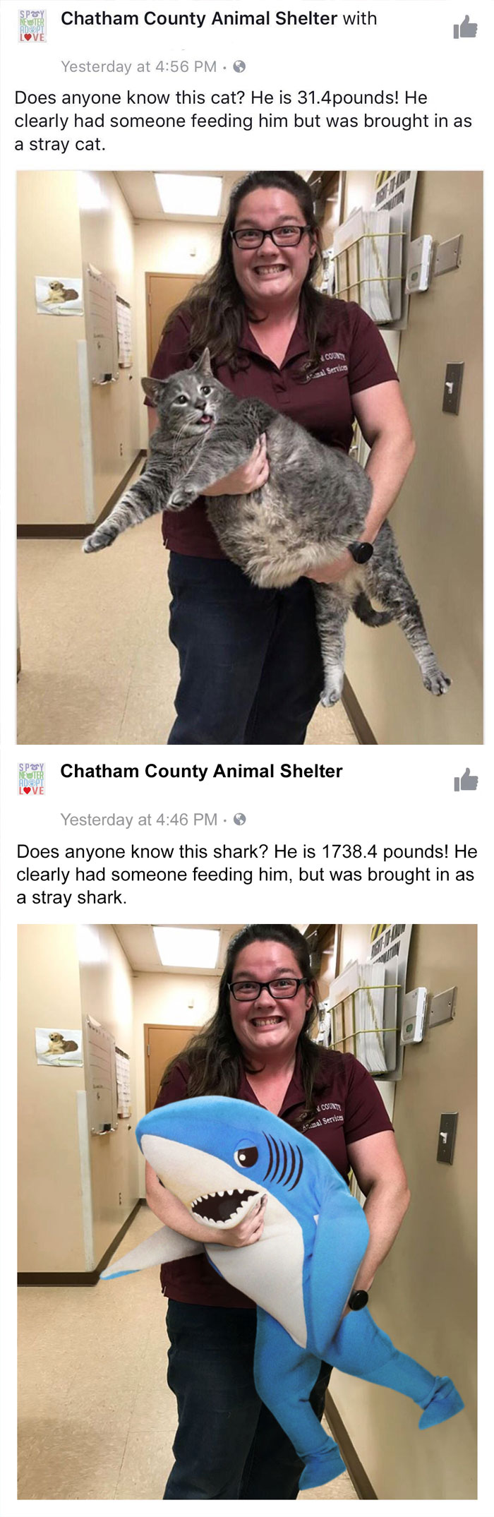 This Fat Rescue Cat
