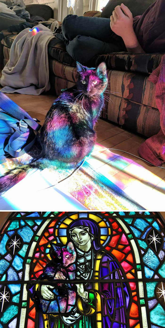 Gato bañado en la luz que atraviesa una vidriera