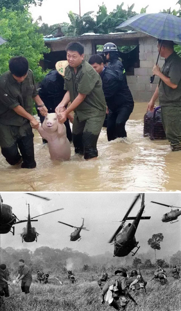 Pig Being Rescued In A Flood