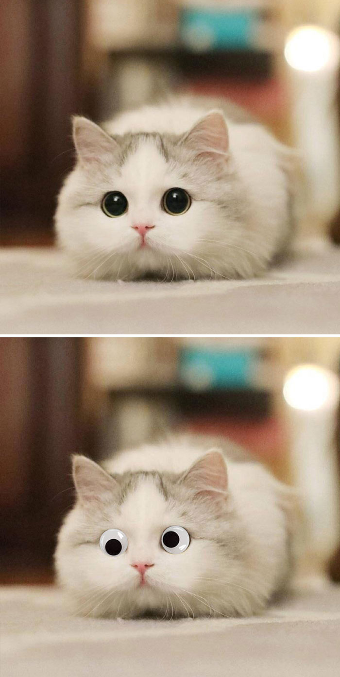 This Wide Eyed Cat