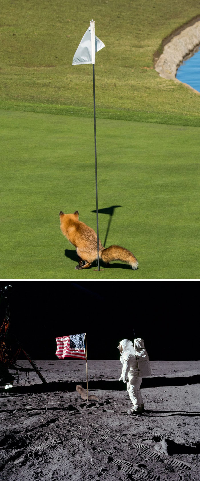 Zorro haciendo caca en un hoyo de golf