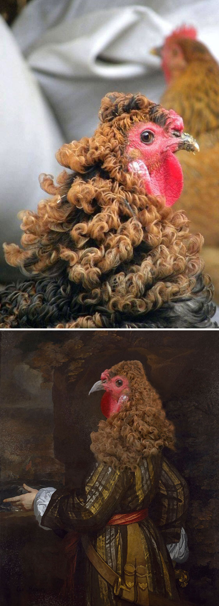 This Chicken With Curly Feathers