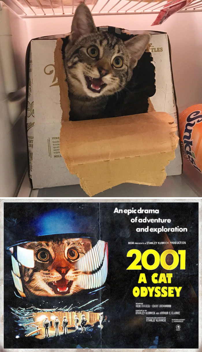 Cat Poking Through A Box In The Fridge