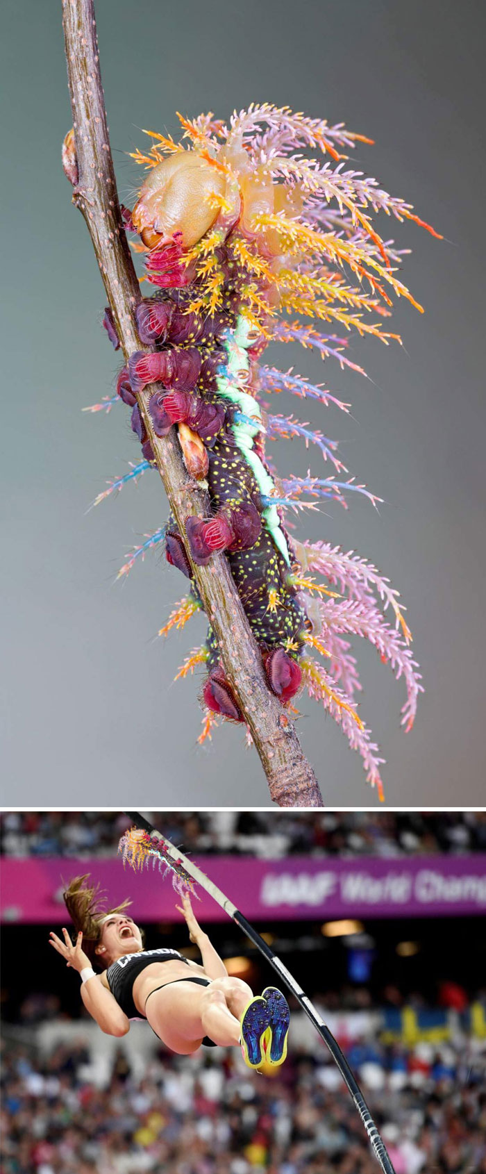 The Saturniidae Moth Caterpillar