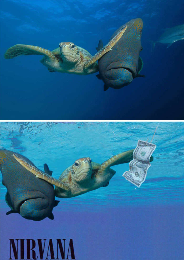Turtle Slapping A Fish