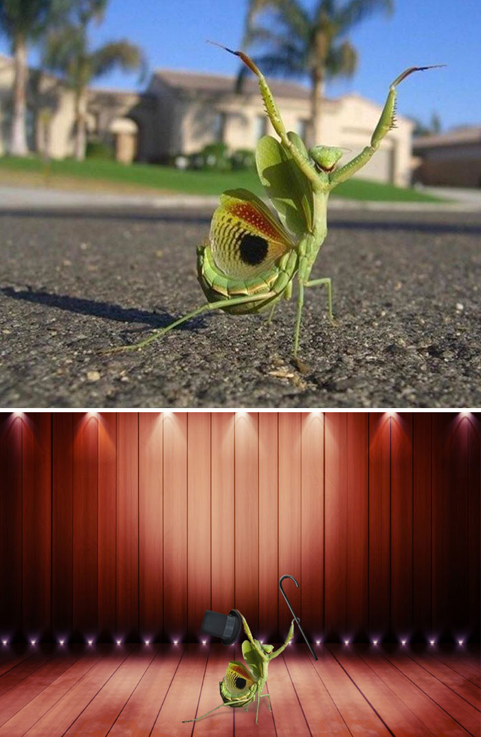 This Neighborhood Mantis