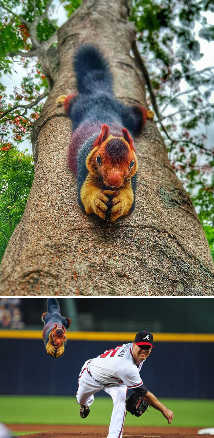 Colorful Squirrel On The Tree