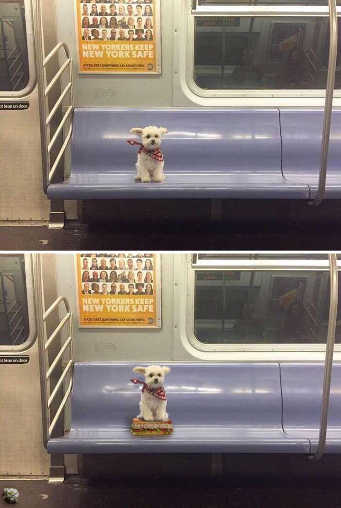 This Dog On The Subway