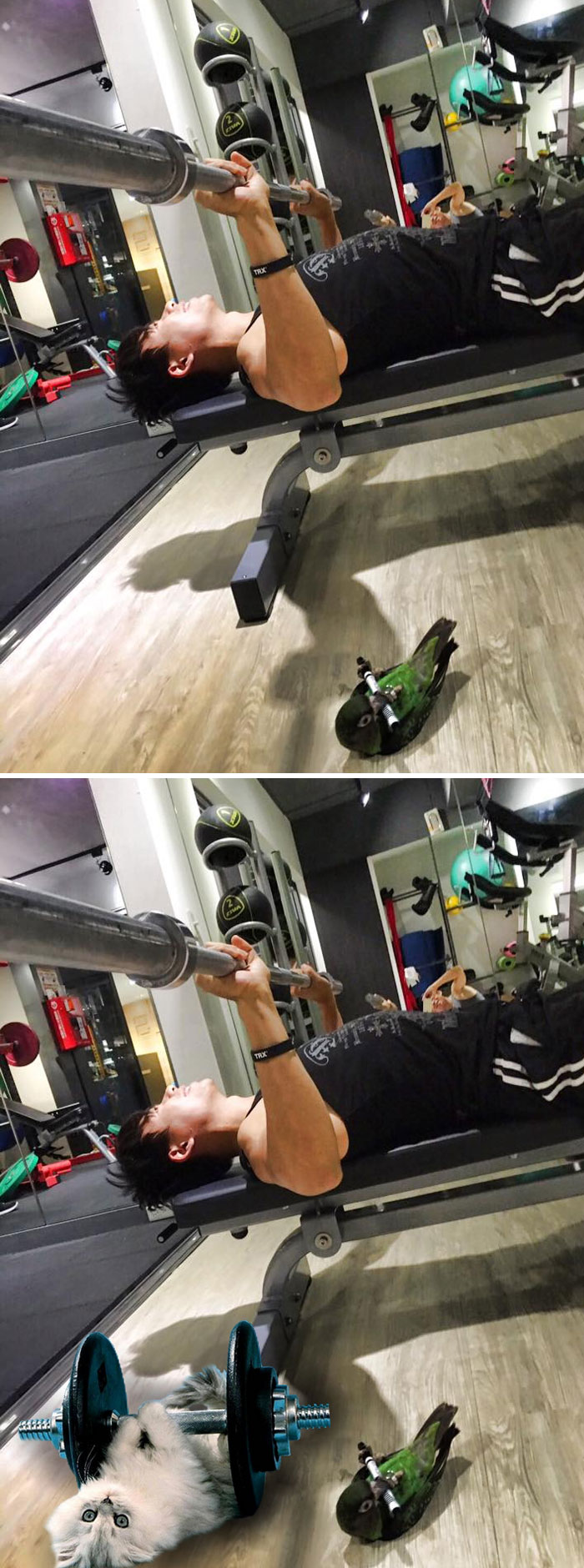 A Parrot Trying To Gym Like Human