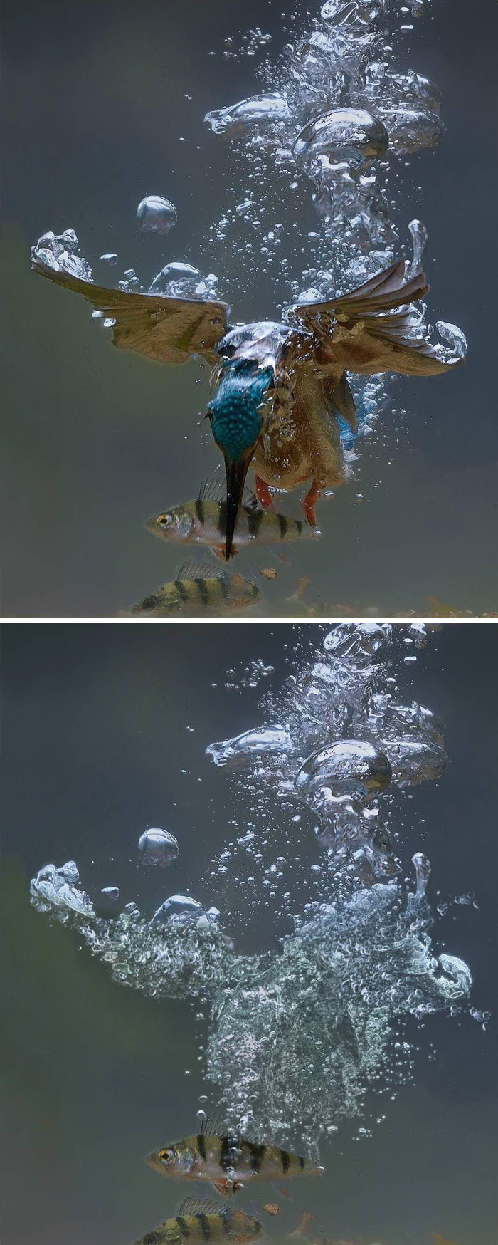 Kingfisher Attacking A Fish Underwater